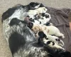 Cocker Spaniel (Working)