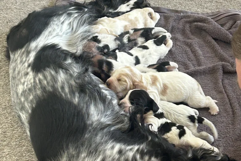 Cocker Spaniel (Working)