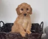 Cockapoo