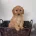 Cockapoo