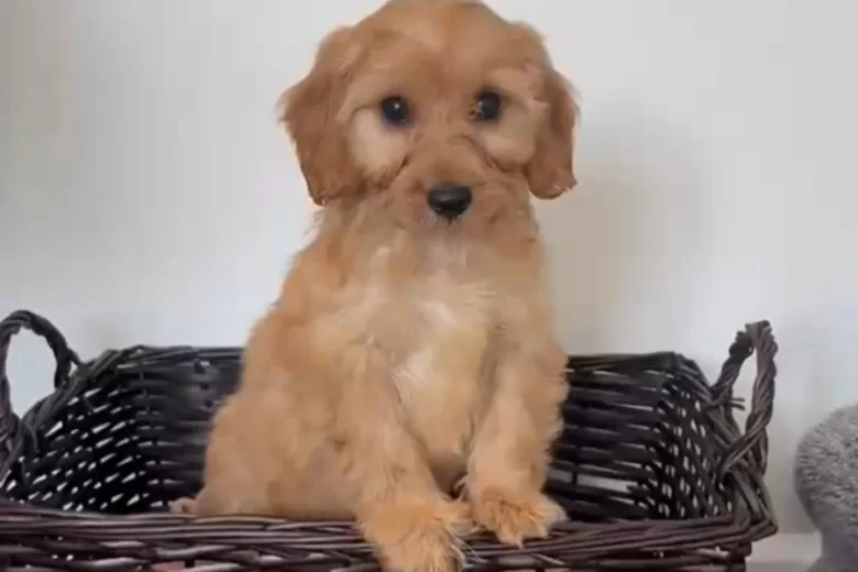 Cockapoo
