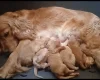 Cockapoo