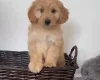 Cockapoo