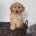 Cockapoo