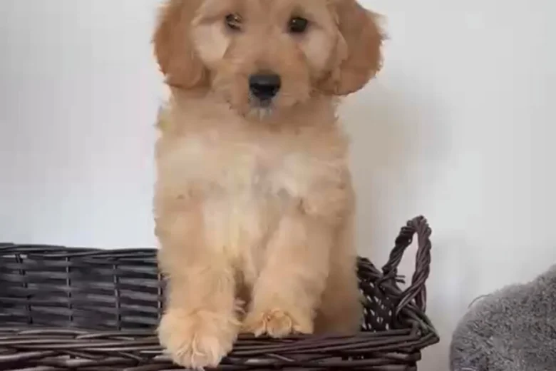 Cockapoo