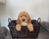 Cockapoo