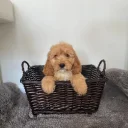 Cockapoo
