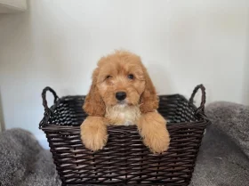 Cockapoo