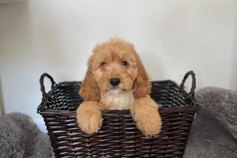 Cockapoo