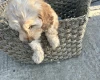Cockapoo