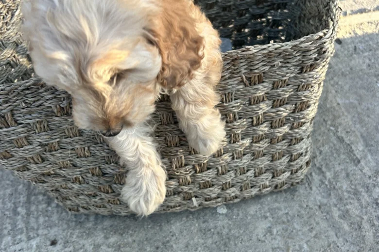 Cockapoo
