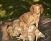 Cockapoo