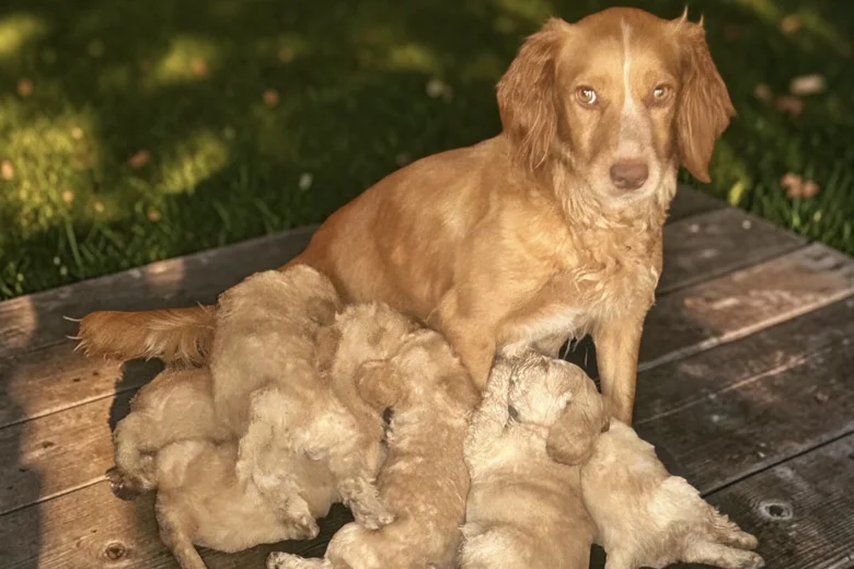 Cockapoo