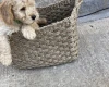 Cockapoo