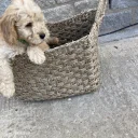 Cockapoo