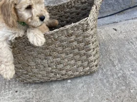 Cockapoo