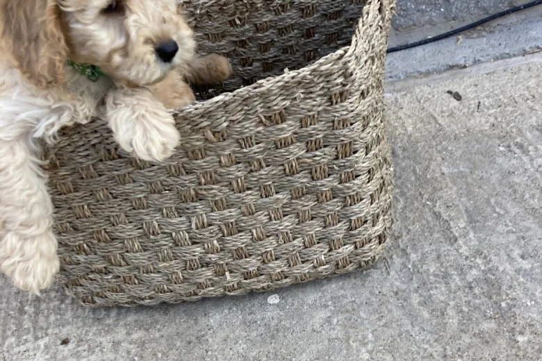 Cockapoo