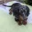 Dachshund (Miniature Smooth Haired)