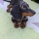 Dachshund (Miniature Smooth Haired)