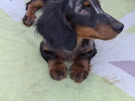Dachshund (Miniature Smooth Haired)
