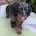 Dachshund (Miniature Smooth Haired)