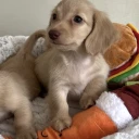 Dachshund (Miniature Long Haired)