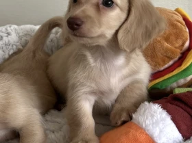 Dachshund (Miniature Long Haired)