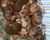 Dachshund (Miniature Long Haired)