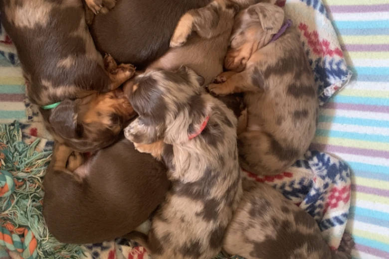 Dachshund (Miniature Long Haired)