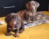 Dachshund (Miniature Long Haired)