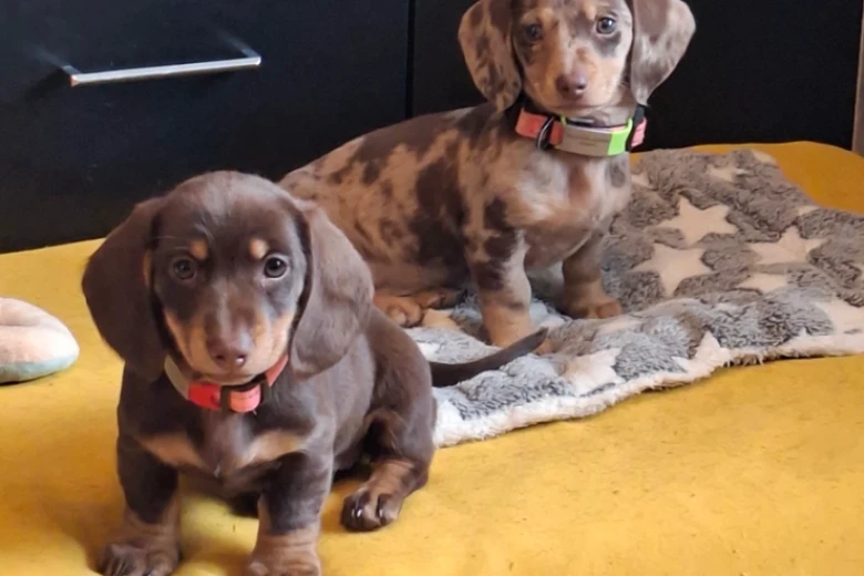 Dachshund (Miniature Long Haired)