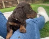 Dachshund (Miniature Long Haired)