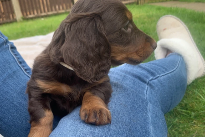 Dachshund (Miniature Long Haired)