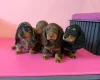 Dachshund (Miniature Long Haired)