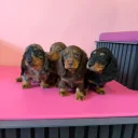Dachshund (Miniature Long Haired)