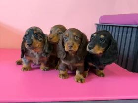 Dachshund (Miniature Long Haired)