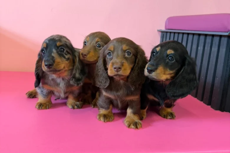 Dachshund (Miniature Long Haired)