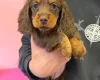 Dachshund (Miniature Long Haired)