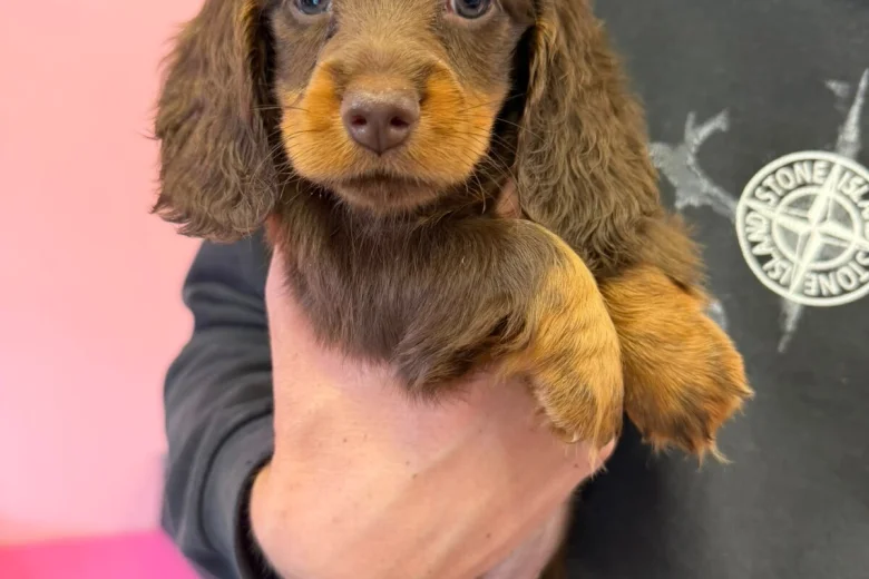 Dachshund (Miniature Long Haired)