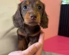 Dachshund (Miniature Long Haired)