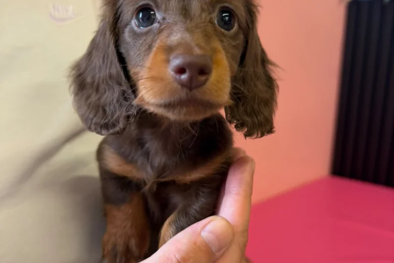 Dachshund (Miniature Long Haired)