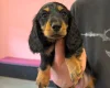 Dachshund (Miniature Long Haired)