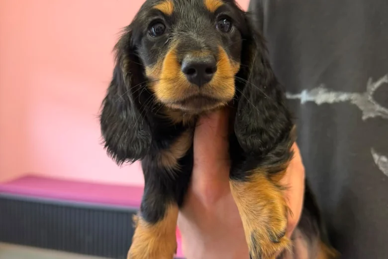 Dachshund (Miniature Long Haired)