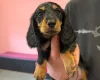 Dachshund (Miniature Long Haired)
