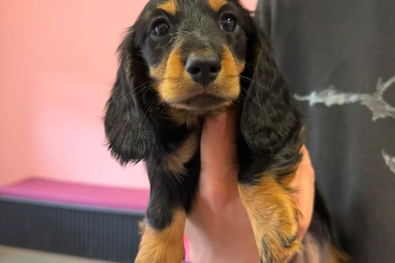 Dachshund (Miniature Long Haired)