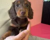 Dachshund (Miniature Long Haired)