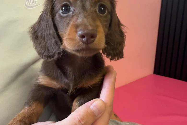 Dachshund (Miniature Long Haired)