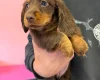 Dachshund (Miniature Long Haired)