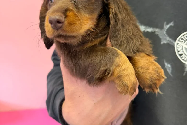 Dachshund (Miniature Long Haired)