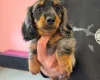 Dachshund (Miniature Long Haired)